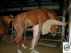 Horse shit porn
